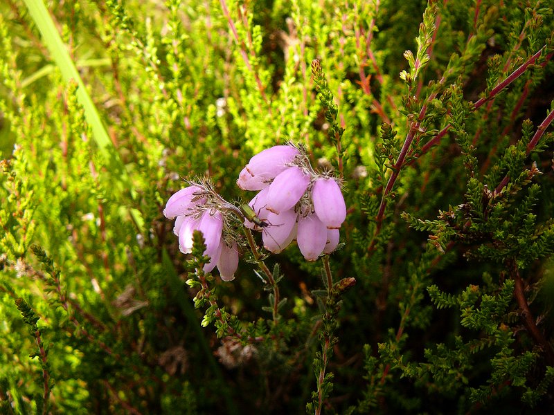 Bruyère à quatre angles